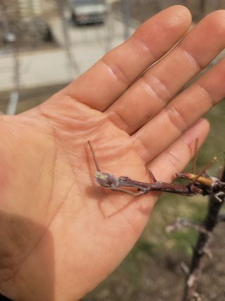 시나노골드님의 사과 · 영농일지 작성글 사진