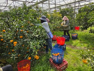 조상균님의 기타작물 · 영농일지 작성글 사진