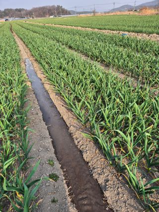 정의섭님의 마늘 · 영농일지 작성글 사진