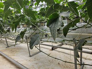 태이린팜님의 오이 · 영농일지 작성글 사진