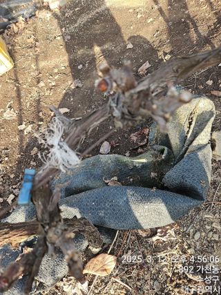 골실지기님의 포도 · 영농일지 작성글 사진