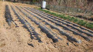 이상보님의 기타작물 · 영농일지 작성글 사진