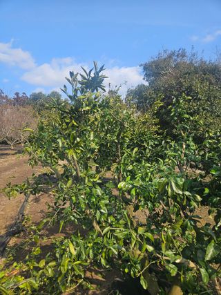 강승윤님의 귤 · 영농일지 작성글 사진