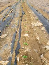 팜모닝 기타작물·영농일지 게시글 이미지