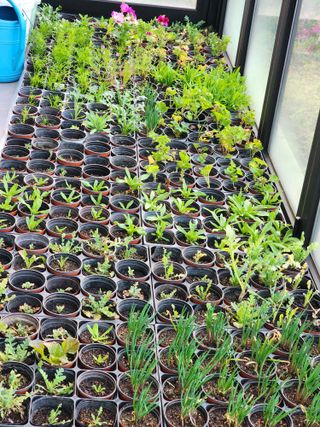 허인녕님의 기타작물 · 영농일지 작성글 사진