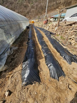 김주희님의 고추 · 영농일지 작성글 사진