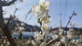 산골촌부님의 양배추 · 자유게시판 작성글 사진