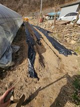 팜모닝 고추·영농일지 게시글 이미지