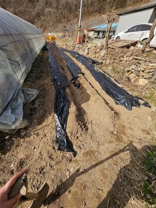 김주희님의 고추 · 영농일지 작성글 사진