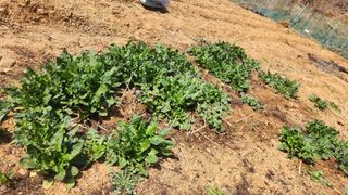 고명옥님의 기타작물 · 영농일지 작성글 사진