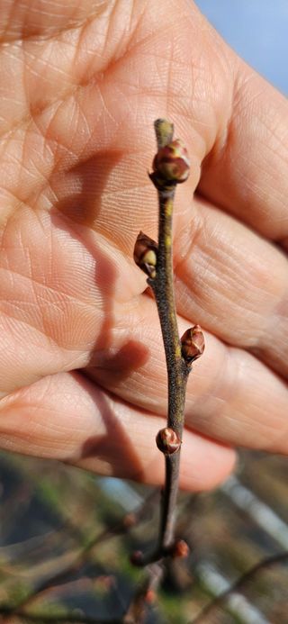 대봉농원 이경화님의 블루베리 · 영농일지 작성글 사진