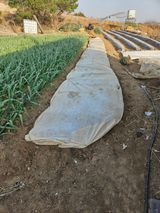 팜모닝 기타작물·영농일지 게시글 이미지