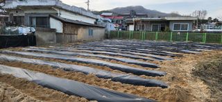 조성현님의 감자 · 영농일지 작성글 사진