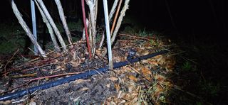 대봉농원 이경화님의 블루베리 · 영농일지 작성글 사진