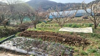 산골촌부님의 양배추 · 자유게시판 작성글 사진