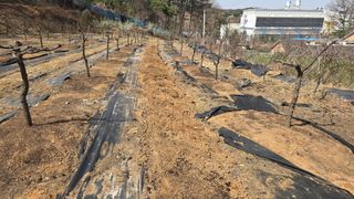 이병희님의 기타작물 · 영농일지 작성글 사진