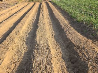 노아님의 고추 · 영농일지 작성글 사진