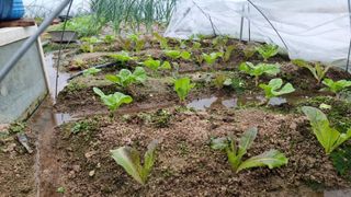 김윤회님의 상추 · 영농일지 작성글 사진