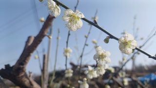 산골촌부님의 양배추 · 자유게시판 작성글 사진