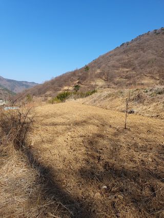 최은실님의 기타작물 · 영농일지 작성글 사진