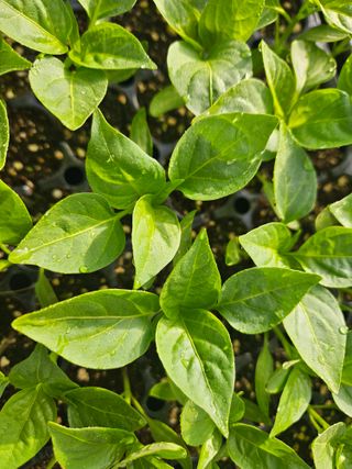 김주희님의 고추 · 영농일지 작성글 사진