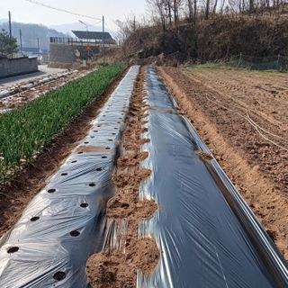 김성구님의 콩 · 영농일지 작성글 사진