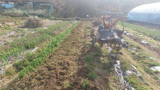 산골촌부님의 양배추 · 자유게시판 작성글 사진