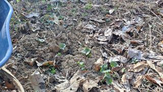 월굴리이승재님의 기타작물 · 영농일지 작성글 사진