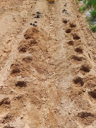 이철우님의 감자 · 영농일지 작성글 사진