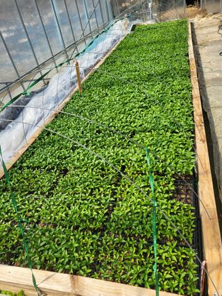 이상욱님의 고추 · 영농일지 작성글 사진