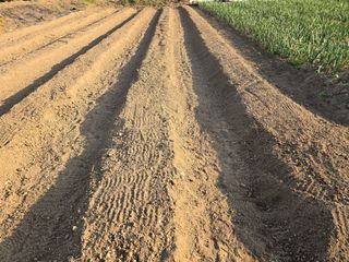 노아님의 고추 · 영농일지 작성글 사진