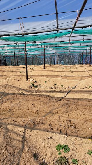 조연만님의 기타작물 · 영농일지 작성글 사진