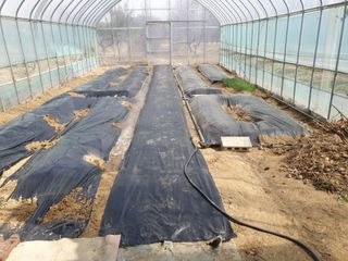 송완춘님의 상추 · 영농일지 작성글 사진