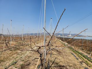 꿀복이농장님의 복숭아 · 영농일지 작성글 사진