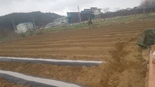 최춘득 청대산 님의 기타작물 · 영농일지 작성글 사진