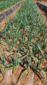 팜모닝 마늘·영농일지 게시글 이미지