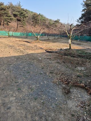 최재송님의 기타작물 · 영농일지 작성글 사진