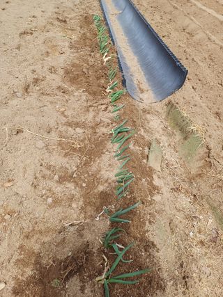 인산님의 기타작물 · 영농일지 작성글 사진