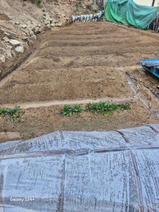 짱순이연속8월출석왕님의 상추 · 영농일지 작성글 사진