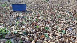 월굴리이승재님의 기타작물 · 영농일지 작성글 사진