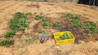 고명옥님의 기타작물 · 영농일지 작성글 사진