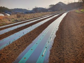 오이8898황산면님의 고추 · 영농일지 작성글 사진