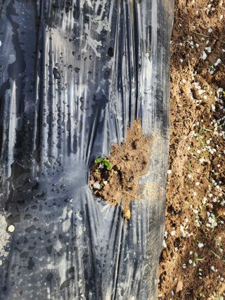 차태현님의 감자 · 영농일지 작성글 사진