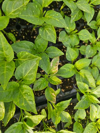 김주희님의 고추 · 영농일지 작성글 사진