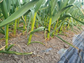 호박20769님의 기타작물 · 영농일지 작성글 사진