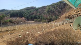 고춘석(고랑과이랑)님의 기타작물 · 영농일지 작성글 사진