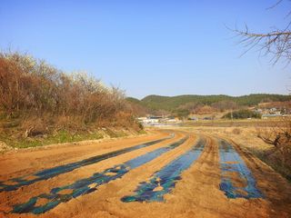 오이8898황산면님의 고추 · 영농일지 작성글 사진