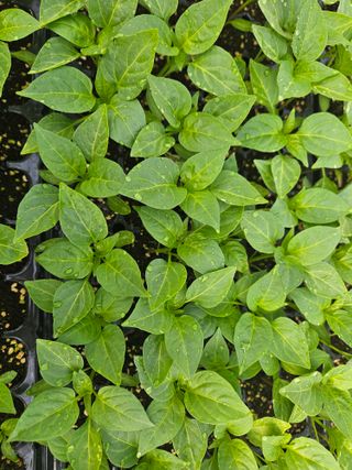 김주희님의 고추 · 영농일지 작성글 사진