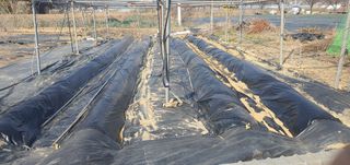 박상중님의 기타작물 · 영농일지 작성글 사진