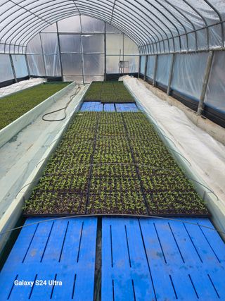 gigibae111님의 고추 · 영농일지 작성글 사진